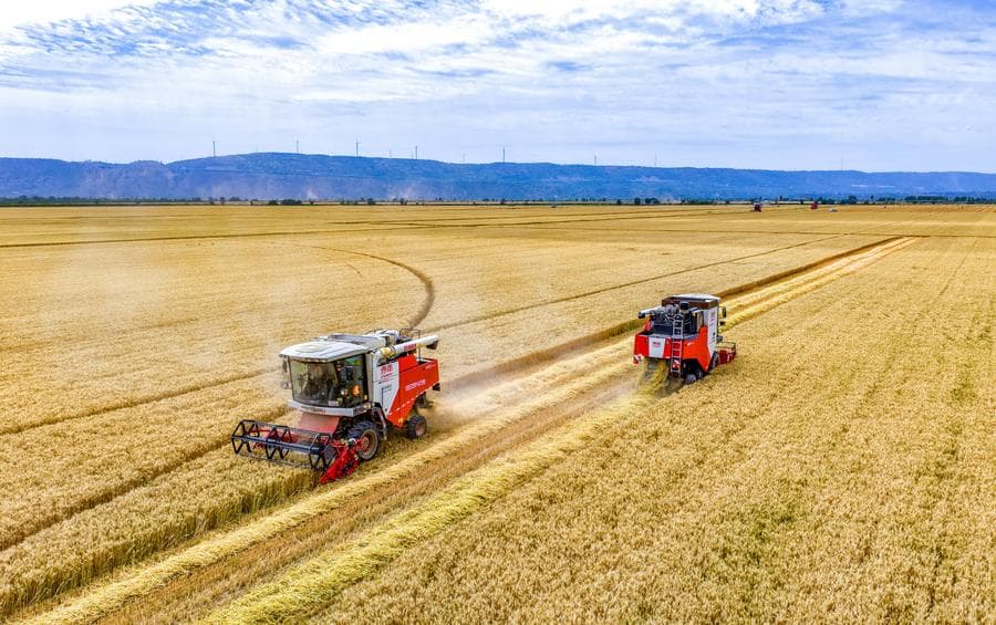 จีนเก็บเกี่ยว 'ธัญพืชฤดูร้อน' ปี 2025 รวม 149 ล้านตัน