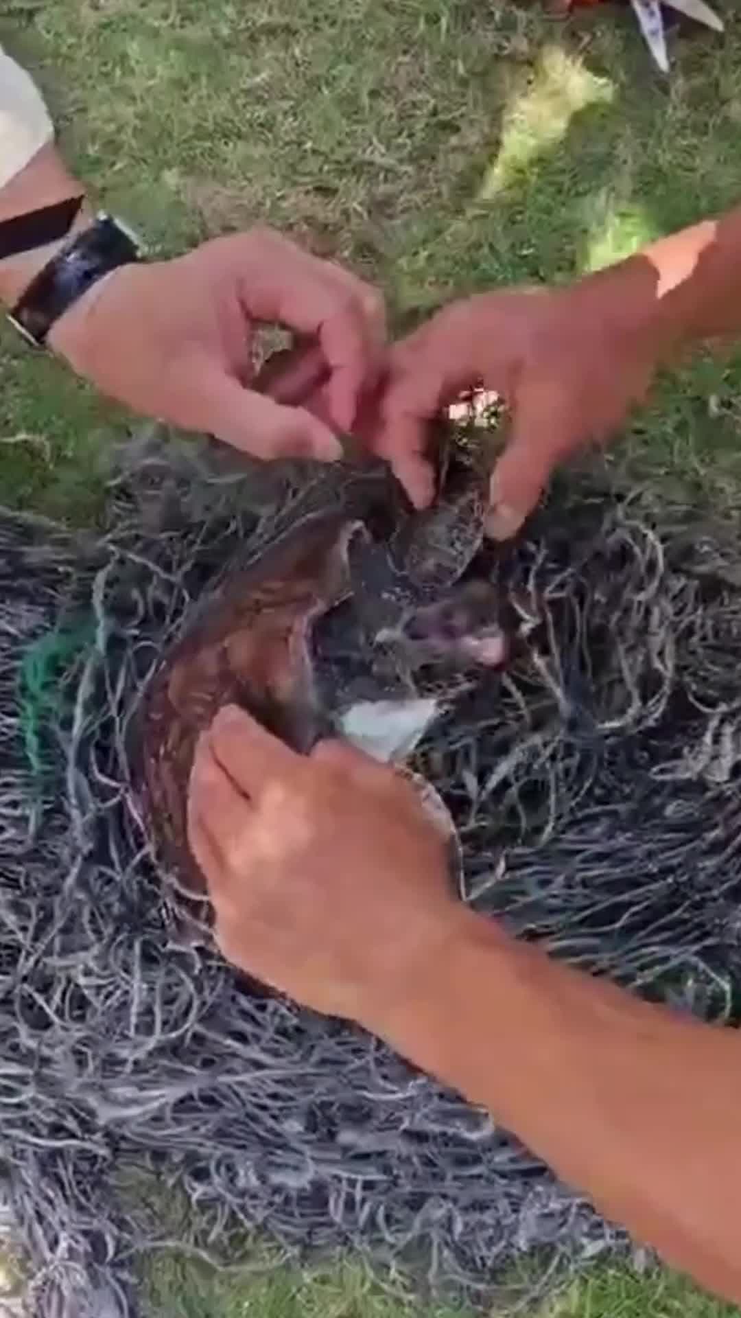 ไหหลำช่วยชีวิต 'เต่า' ติดอวนแน่น ส่งกลับทะเลปลอดภัย