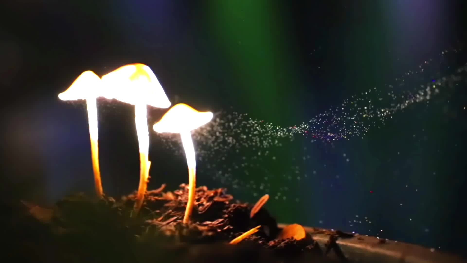 เลนส์มาโครเผยวินาทีเห็ดจิ๋ว 'ปล่อยสปอร์' ขยายพันธุ์ในยูนนาน