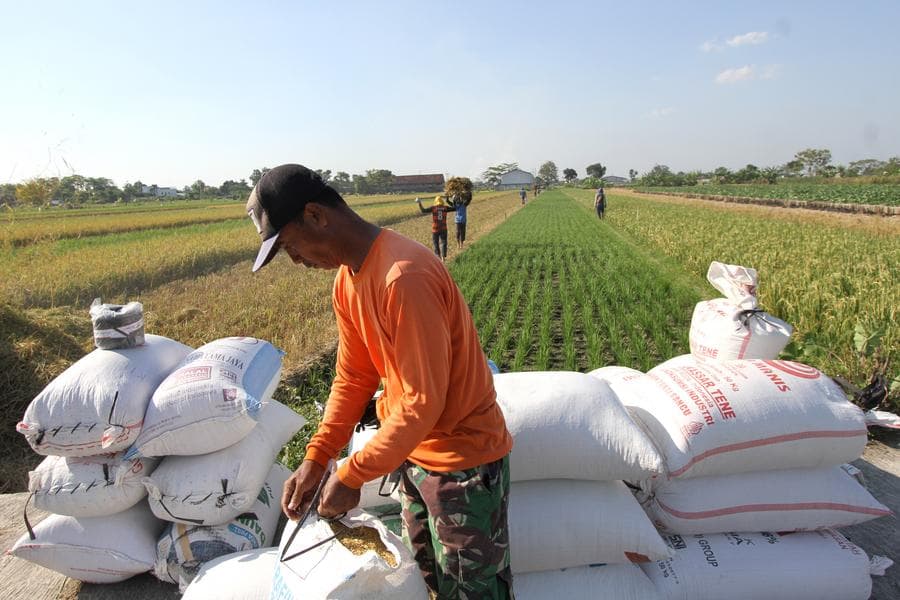 Asia Album : อินโดฯ มีปริมาณสำรอง 'ข้าว' สูงเป็นประวัติการณ์ 4.2 ล้านตัน