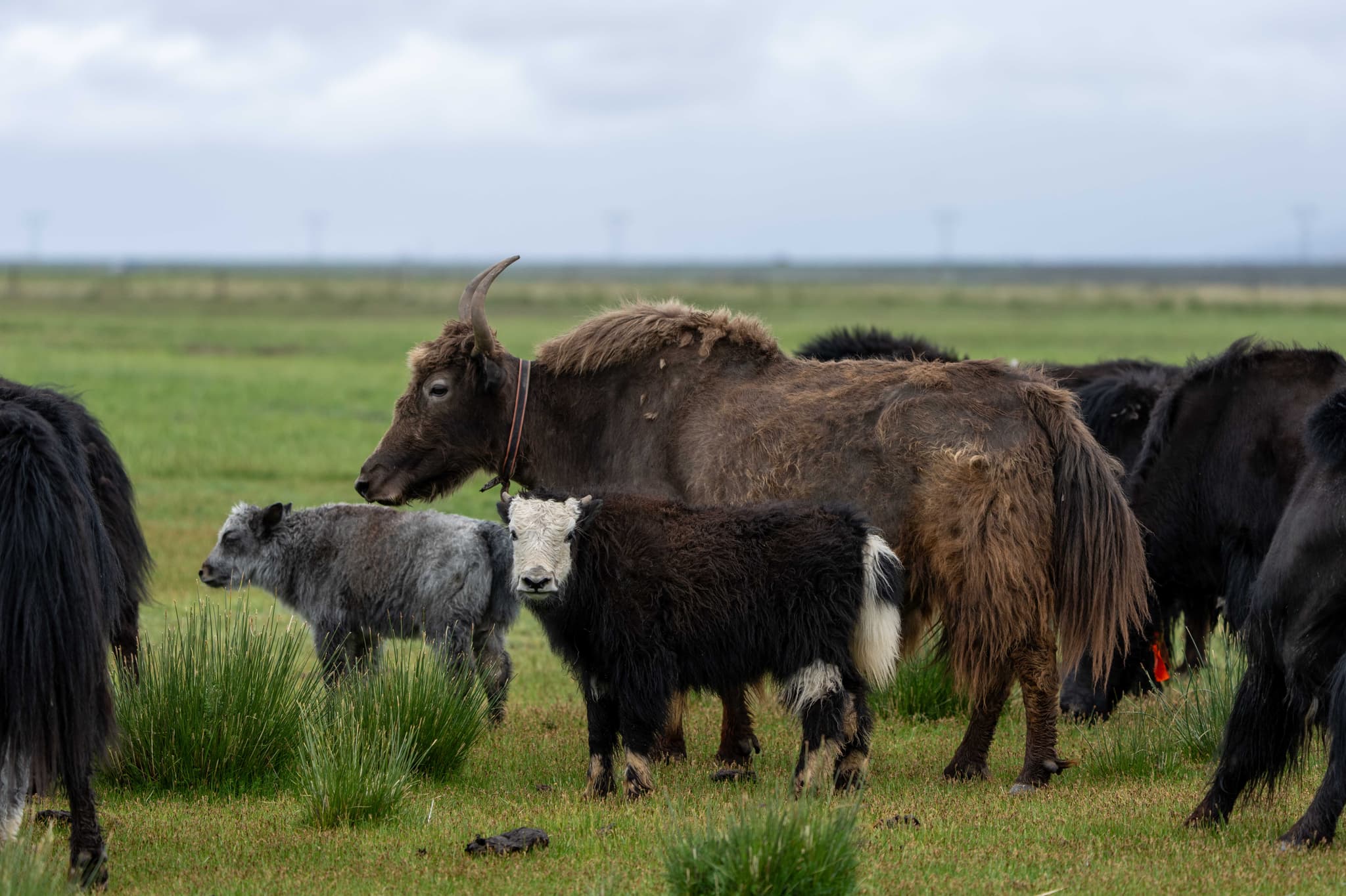 ฝูงจามรีหากินกลางพื้นที่ชุ่มน้ำในทิเบต