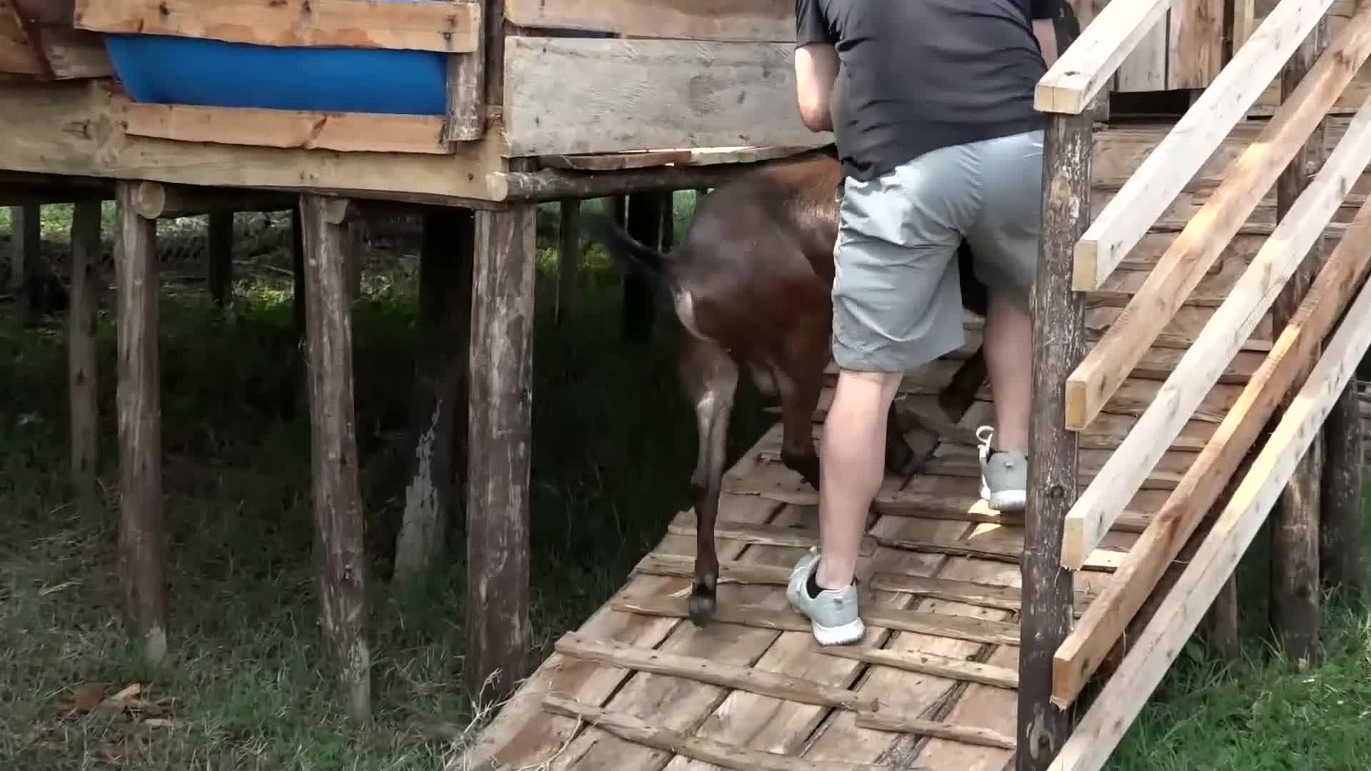 ยูกันดานำเข้า 'แพะลูกผสมสายพันธุ์จีน' หนุนอุตสาหกรรมปศุสัตว์