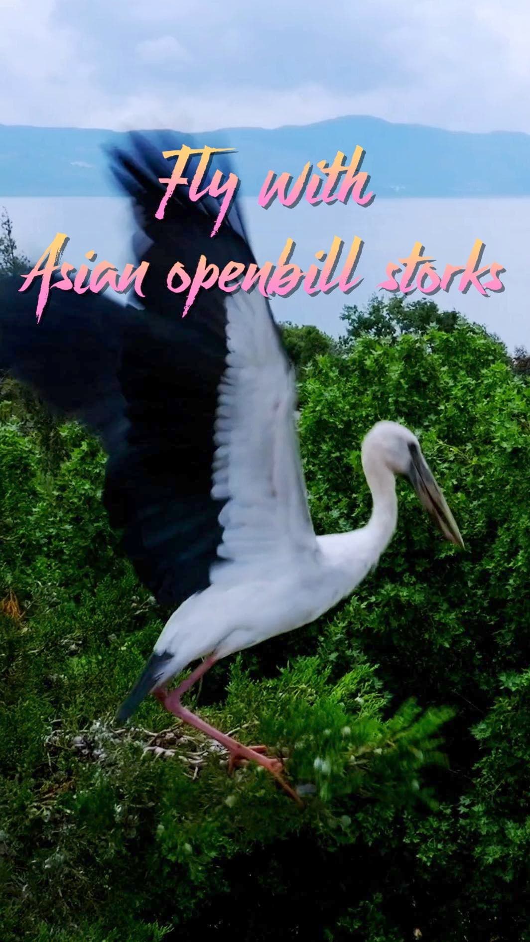 ยูนนานจับภาพหมู่ 'นกกระสา' บินโฉบเหนือทะเลสาบ