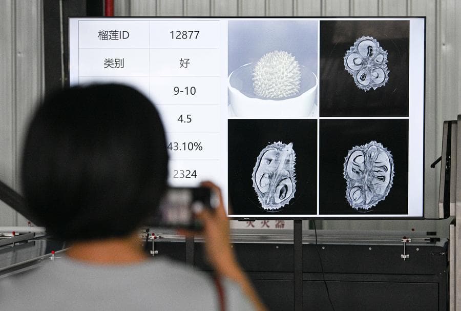 พัฒนาการ 'ทุเรียนซานย่า' ก้าวหน้า สะท้อนคุณภาพการเกษตรเขตร้อนของจีน