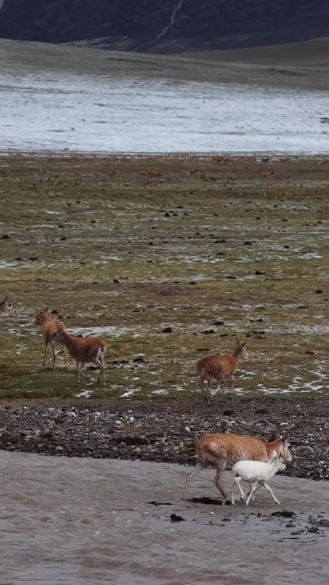 ตัวซีเคร็ต! ลูกแอนทิโลปทิเบต 'สีเผือก' หายาก ตามติดแม่ข้ามแม่น้ำ