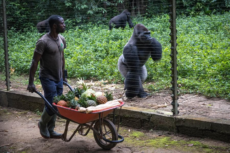 กอริลลา-ชิมแปนซี' ใช้ชีวิตที่เขตรักษาพันธุ์ในแคเมอรูน