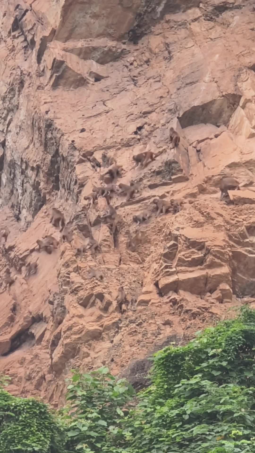 แก๊ง 'ลิงจ๋อ' ปีนผาชันว่องไวในยูนนาน