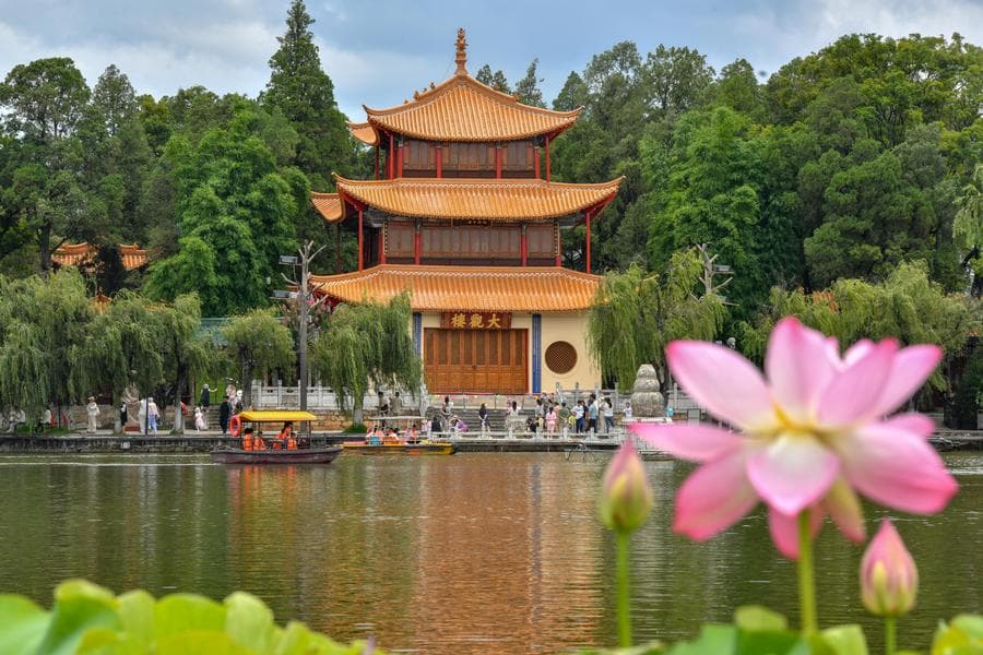 สีสันความงาม 'ดอกบัวบาน' ประดับสวนสาธารณะในคุนหมิง