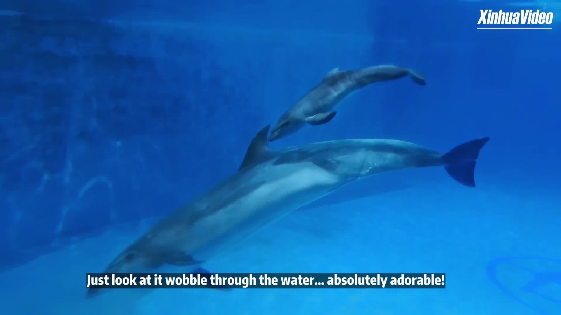 สวนน้ำในฮาร์บินต้อนรับ 'ลูกโลมาปากขวด' เกิดใหม่