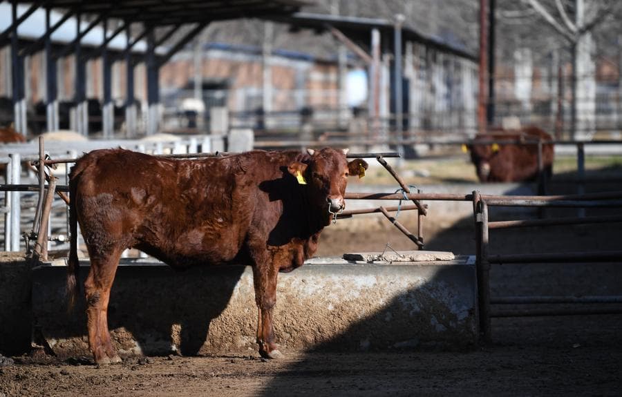 จีนไฟเขียว 'โปรตีนจาก CO₂' เป็นวัตถุดิบอาหารสัตว์