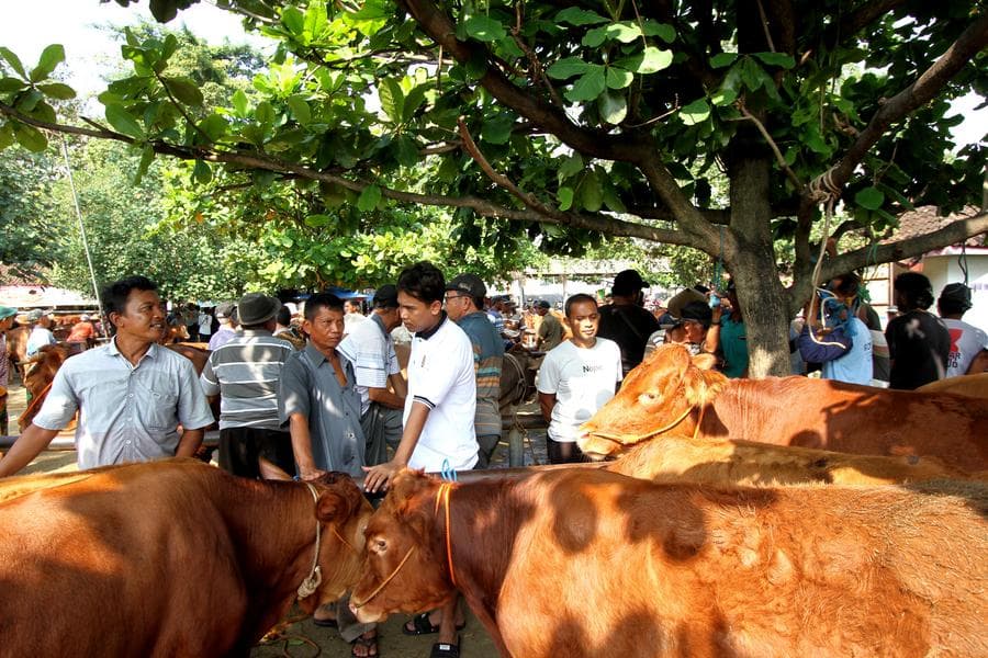 อินโดฯ จ่อนำเข้าวัวนมล้านตัว หวังพึ่งพาตนเองด้าน 'นม' ภายในปี 2029