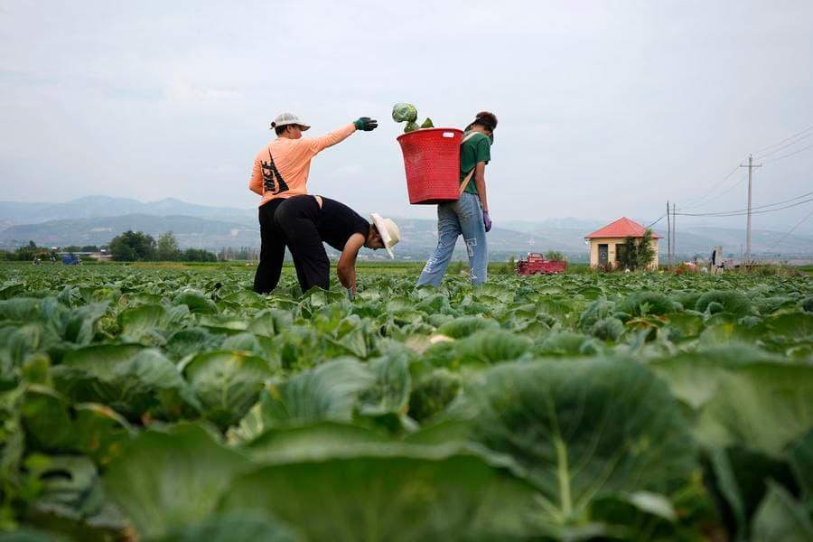 หนิงเซี่ยใช้จุดแข็งภูเขาสูง-อากาศเย็น ปลูก 'ผักฤดูหนาว' สร้างรายได้