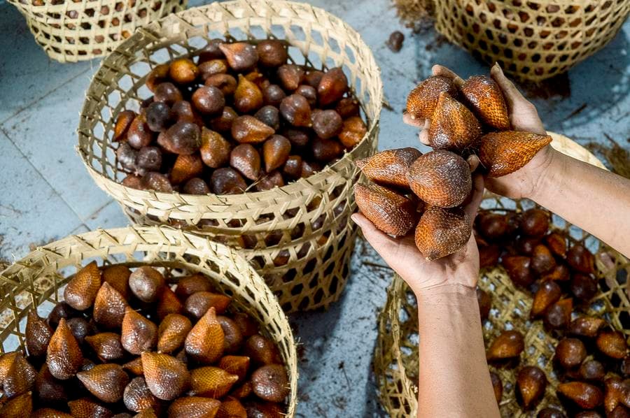 Asia Album : เกษตรกรอินโดฯ เก็บ 'สละ' ลูกโต หวังส่งขายสร้างรายได้ดี