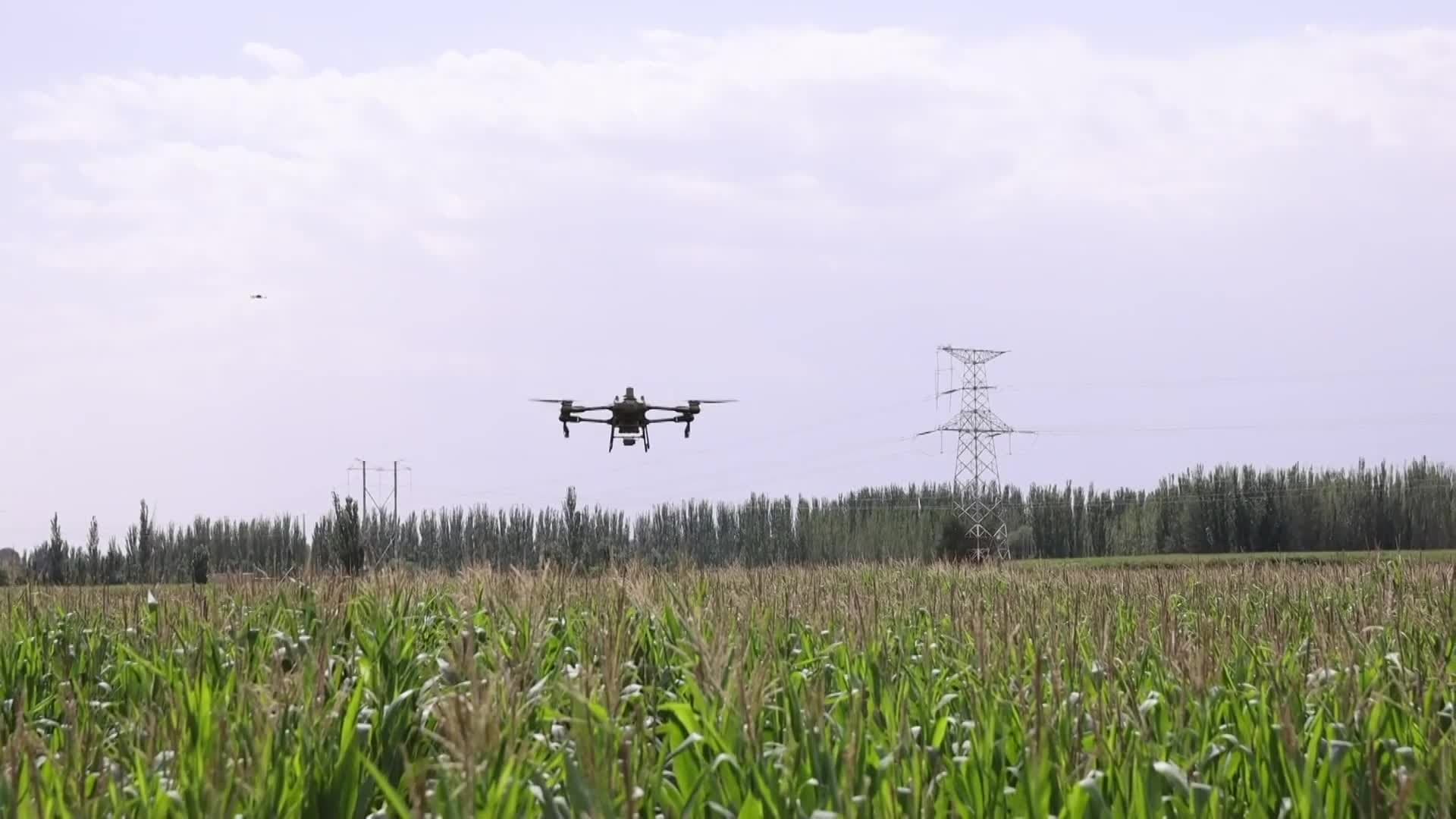 ซินเจียงบิน 'โดรน' ช่วยผสมเกสรข้าวโพด หนุนผลผลิตอุดมสมบูรณ์