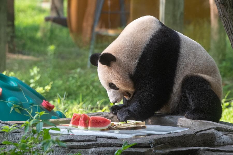 สวนสัตว์ฉงชิ่งเสิร์ฟแตงโม เตรียมน้ำแข็ง ช่วยคลายร้อนเหล่าสัตว์