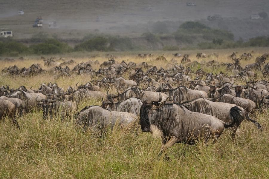 ฝูง 'วิลเดอบีสต์' อพยพครั้งใหญ่สู่เขตอนุรักษ์ในเคนยา