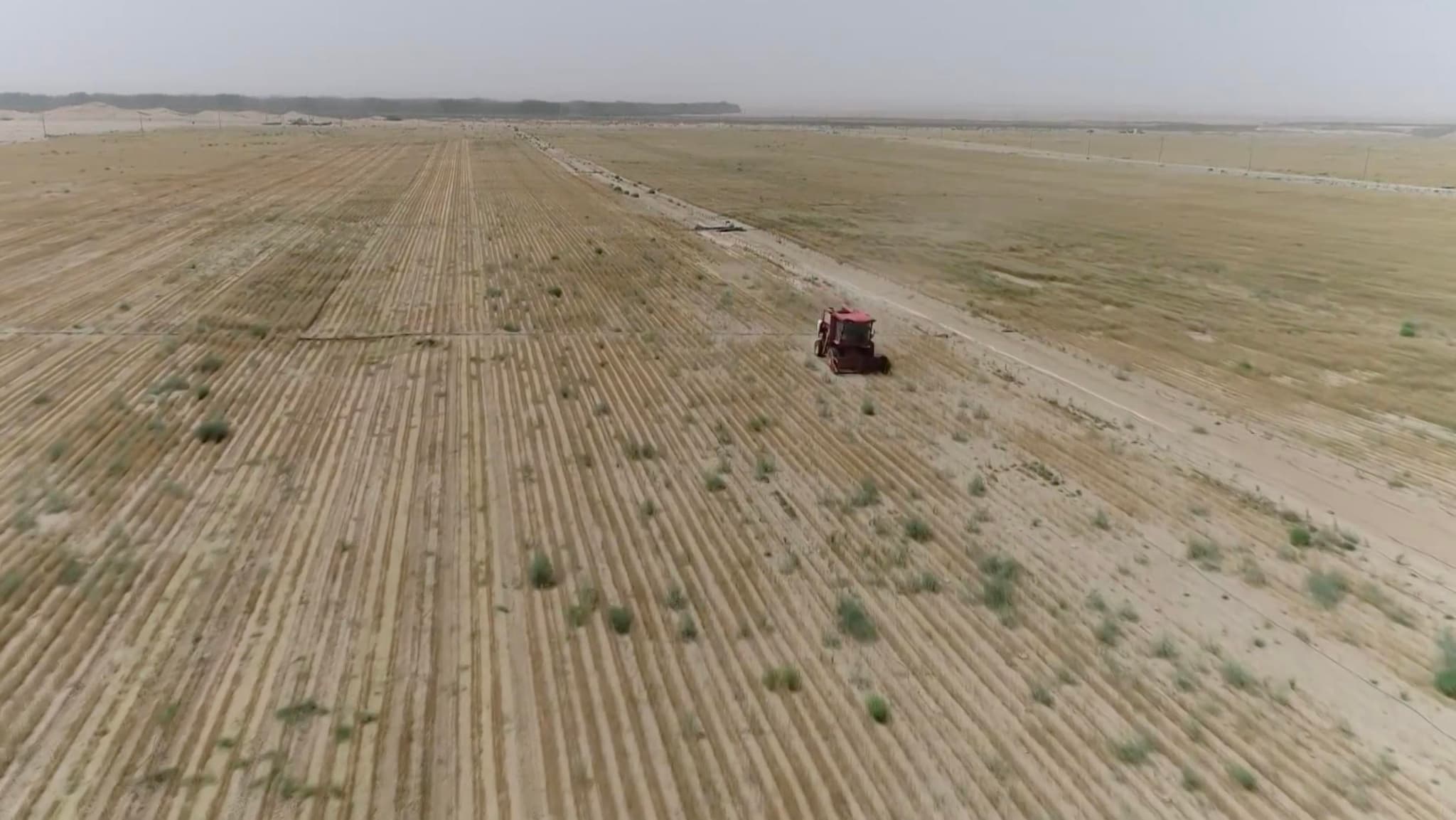 ครั้งแรก! จีนเก็บเกี่ยว 'ข้าวสาลีกลางทะเลทราย' กว่า 1,000 ไร่ในซินเจียง