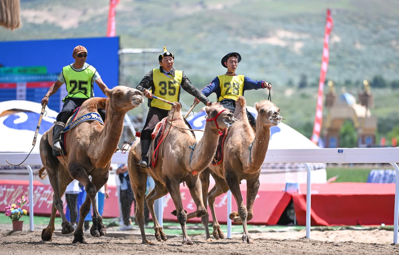 สุดคึกคัก 'การแข่งขันขี่อูฐ' ในมองโกเลียใน