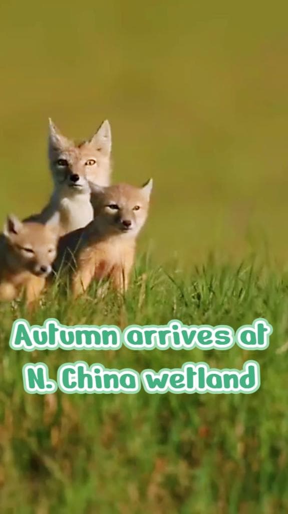 ธรรมชาติเขียวขจีในมองโกเลียใน ยามฤดูใบไม้ร่วงเยี่ยมเยือน