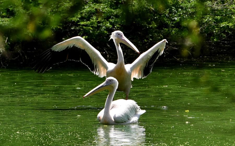 อินเดียสั่งปิดสวนสัตว์ในเดลี หลังพบ 'เชื้อไข้หวัดนก' ในซากนก