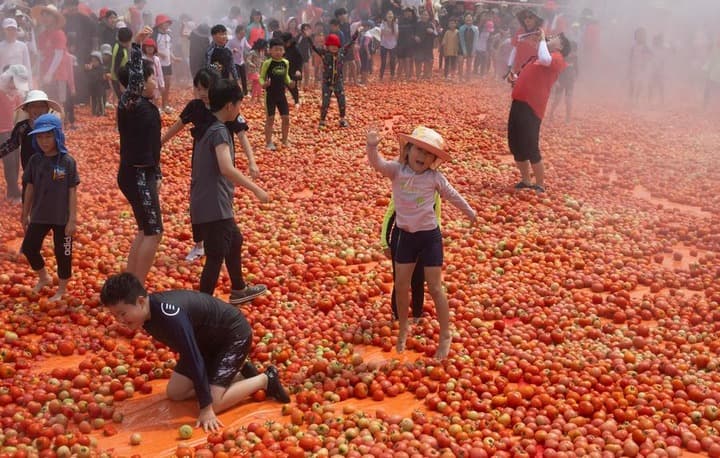 Asia Album : ล้มลุกคลุก 'มะเขือเทศฮวาชอน' กิจกรรมเล่นสนุกในเกาหลีใต้