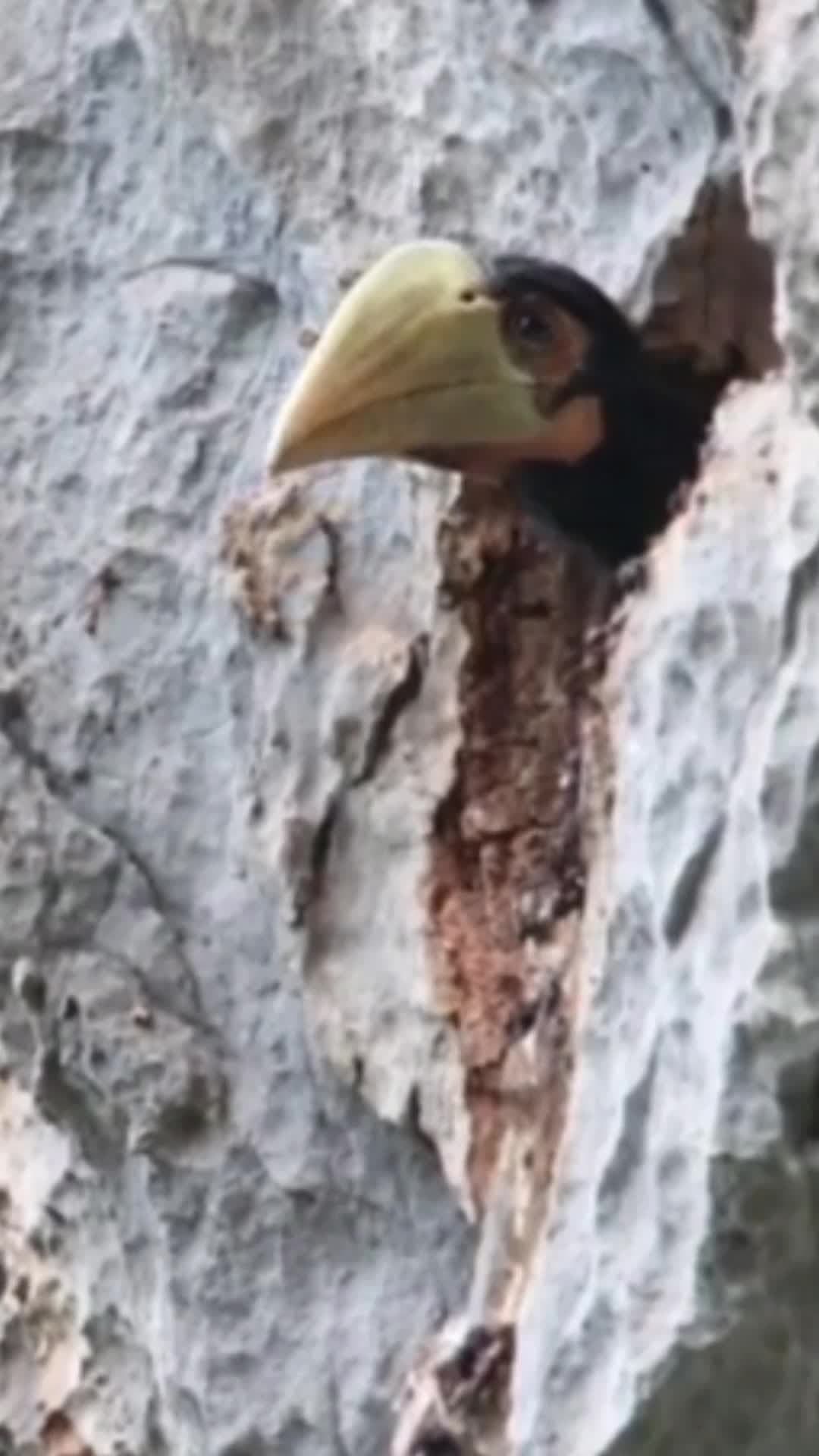 ครอบครัวคู่รัก 'นกเงือกกรามช้าง' ภาพสะท้อนงานอนุรักษ์ในกว่างซี