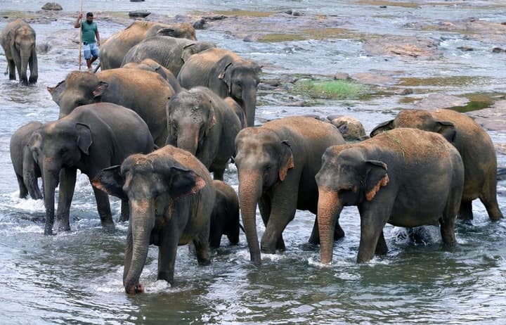 เยี่ยมชม 'บ้านช้างกำพร้า' หลังอบอุ่นในศรีลังกา