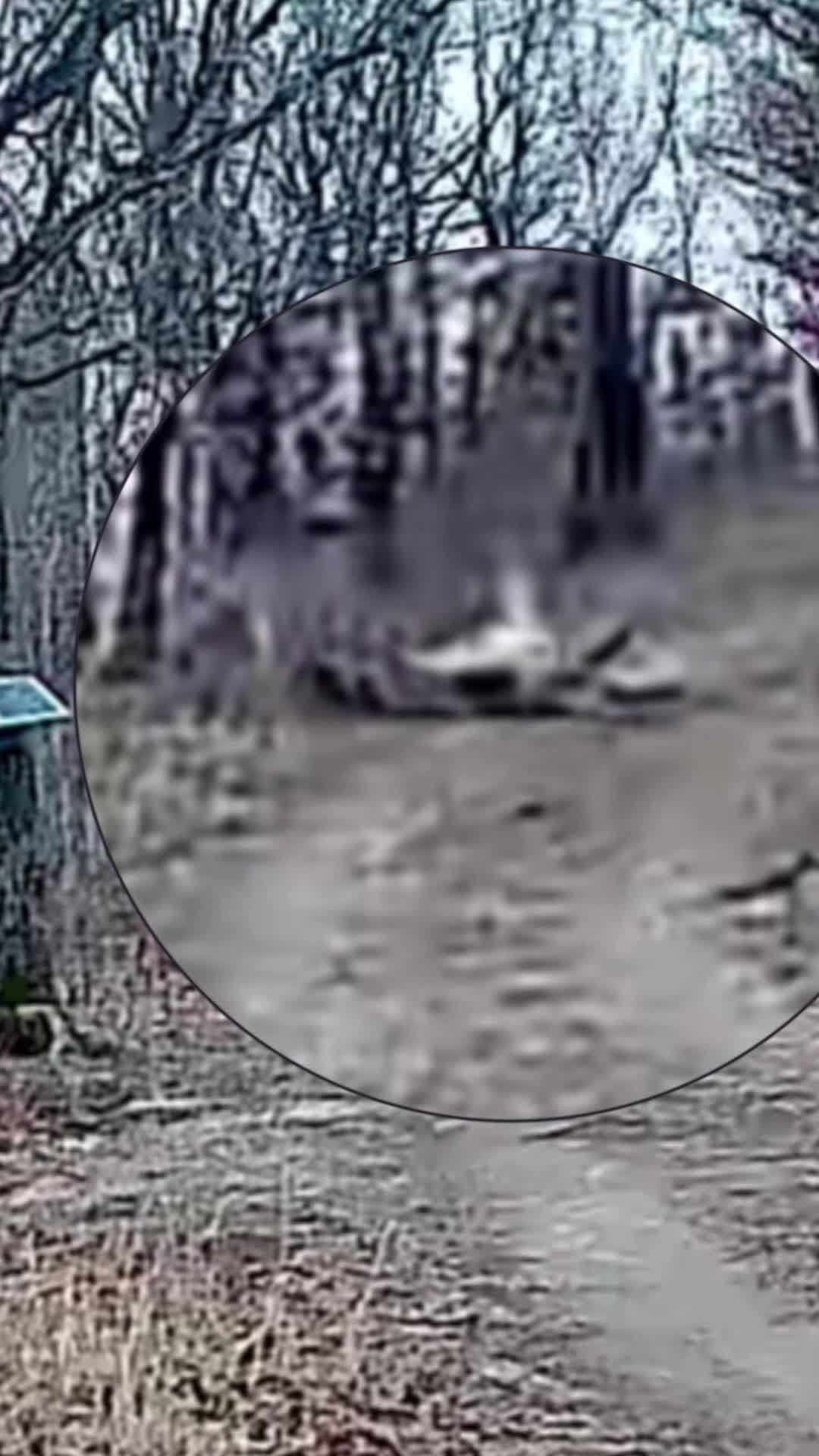 จีนจับภาพ 'เสือไซบีเรีย' สองตัวต่อสู้ตะลุมบอนกลางป่า