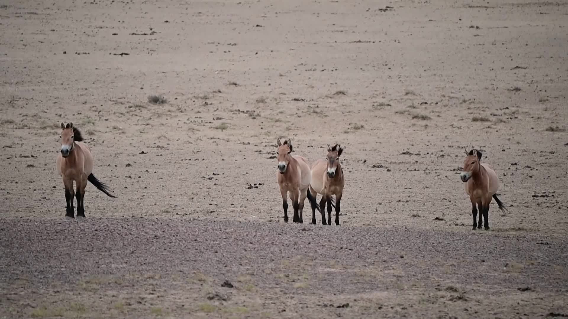 สัตว์ป่าตบเท้าร่วม 'ปาร์ตี้กินน้ำ' สู้อากาศร้อนจัดในซินเจียง