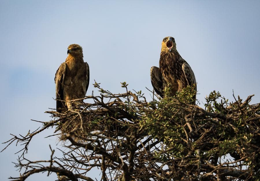 สารพัดสัตว์ในเขตอนุรักษ์ 'มาไซ มารา' ในเคนยา