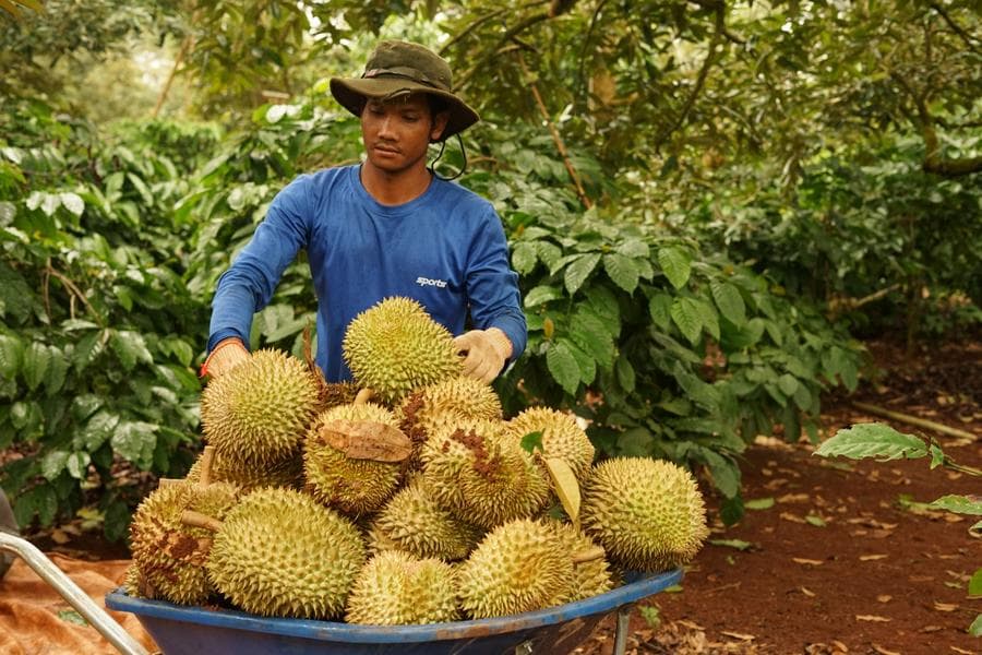 เวียดนามออกแนวปฏิบัติคุม 'ทุเรียนส่งออก' ปลอดภัยไว้ใจได้
