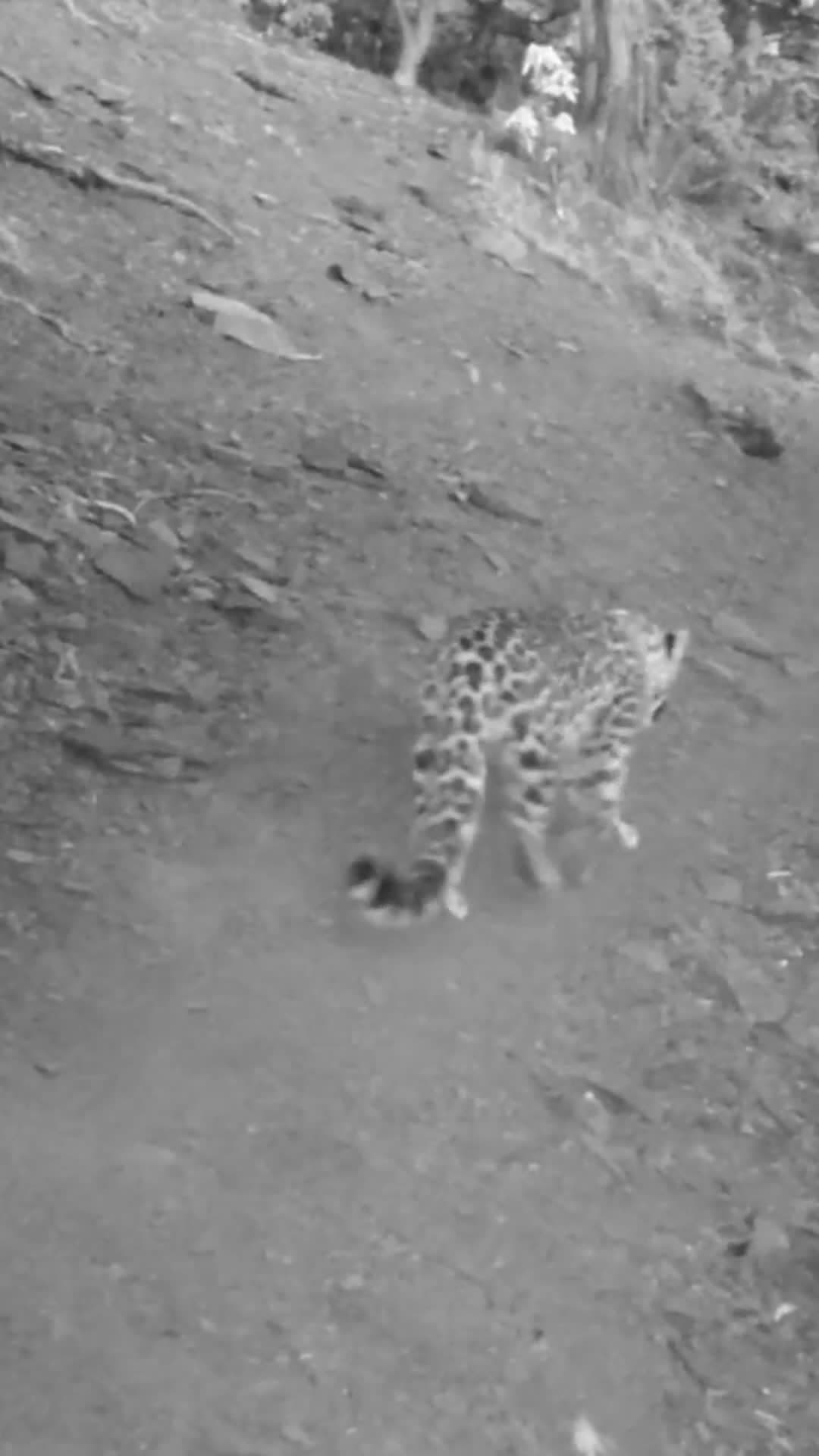 กล้องอินฟราเรดจับภาพ 'เสือดาวอามูร์' หายาก เดินเตร่กลางป่าในแชงกรีลา