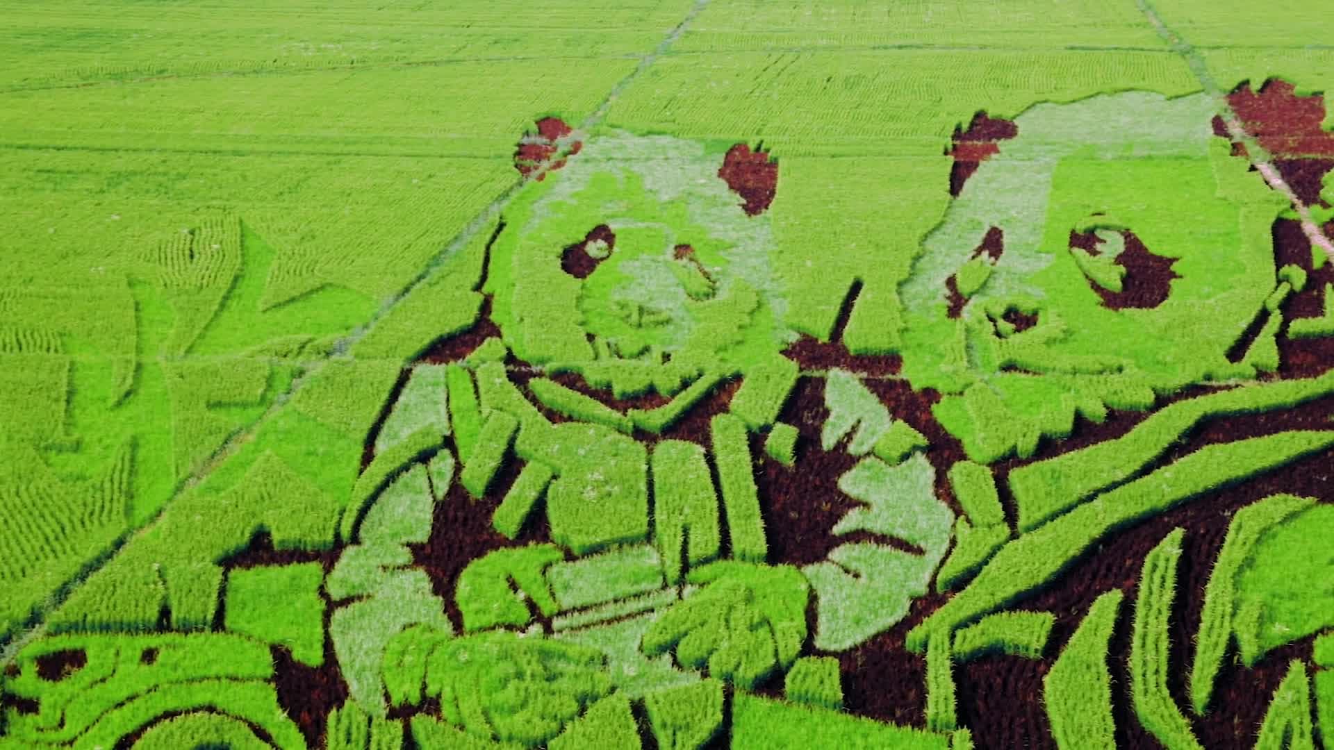 เกษตรกรเปลี่ยน 'ทุ่งนา' สู่ 'งานศิลป์' ชิ้นใหญ่ในซินเจียง