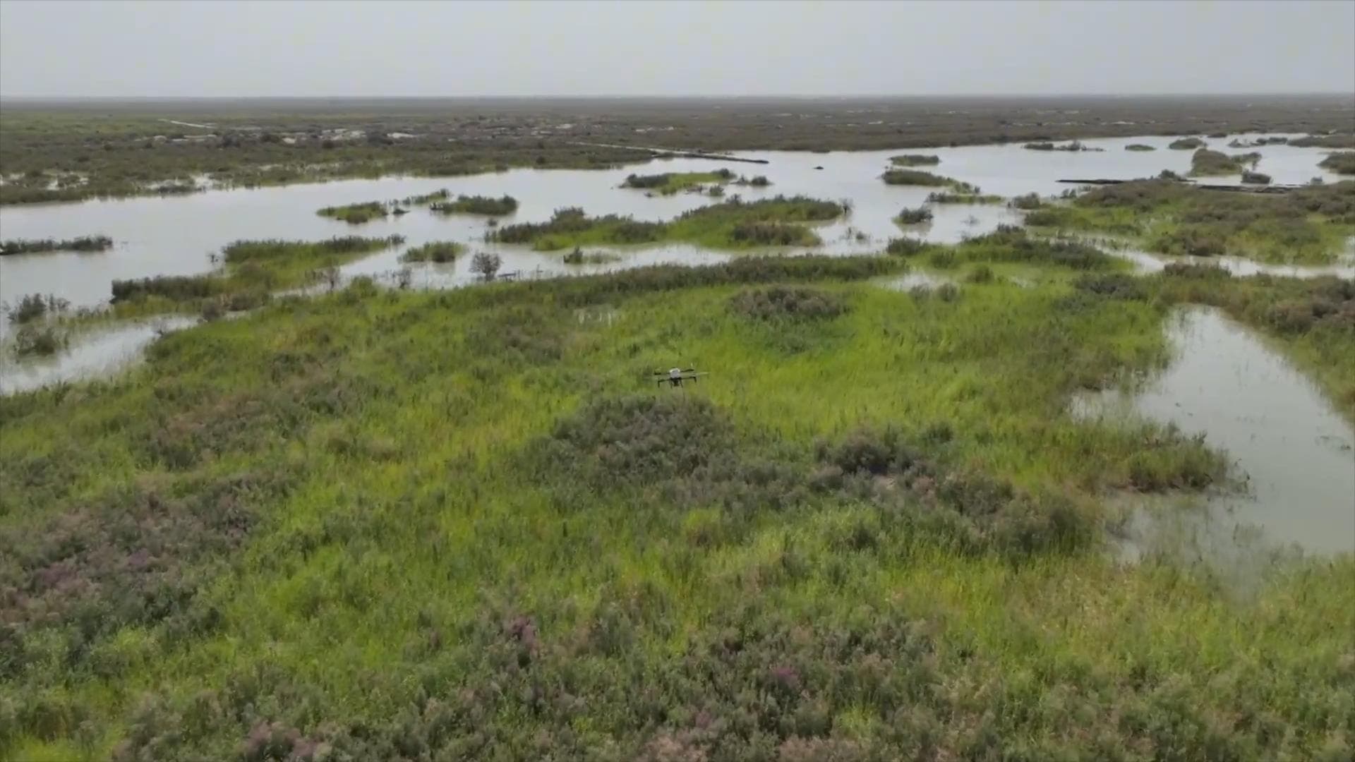 ซินเจียงชิงจังหวะน้ำหลาก บิน 'โดรน' หว่านเมล็ดพืชสกัดทะเลทราย
