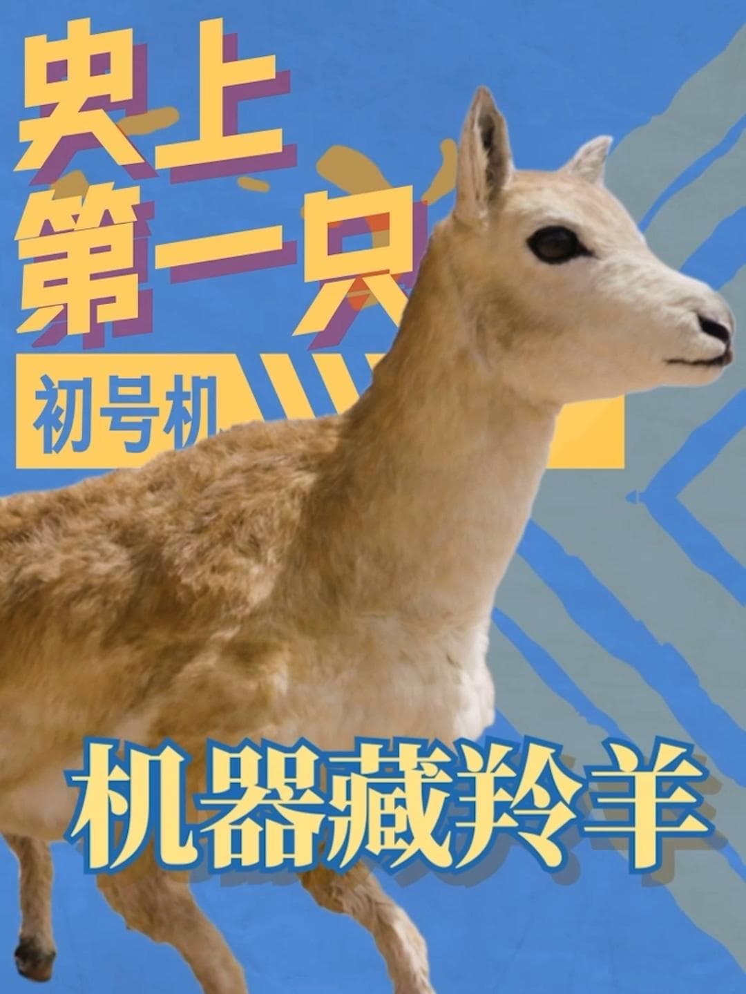 หุ่นยนต์แอนทิโลปสายลับ! เนียนเข้าฝูง ปกป้อง 'แอนทิโลปทิเบต' ใกล้ชิดไร้รบกวน