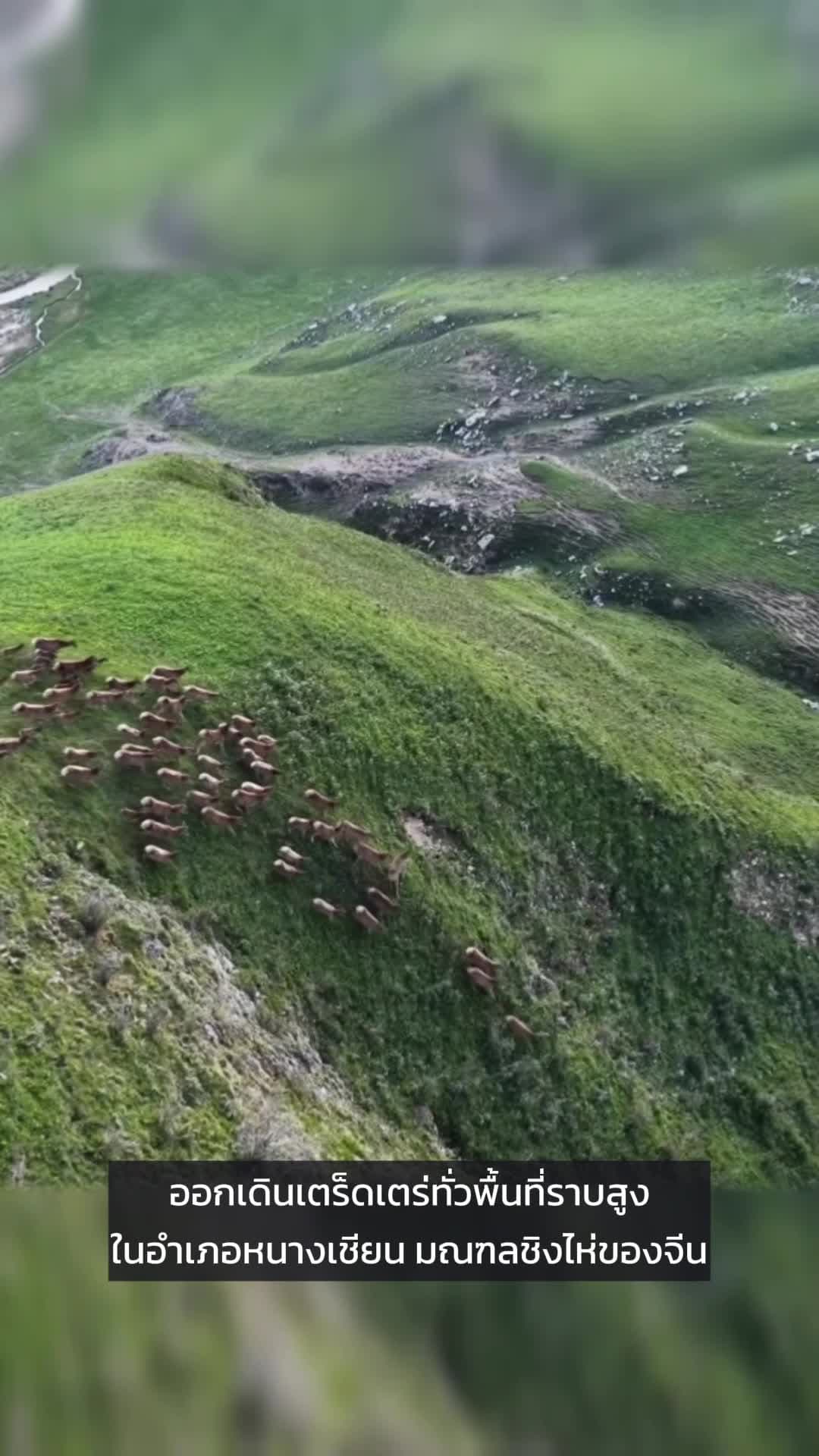 ฝูง 'กวางปากขาว' เดินเล่นอิสระบนที่ราบสูงในชิงไห่