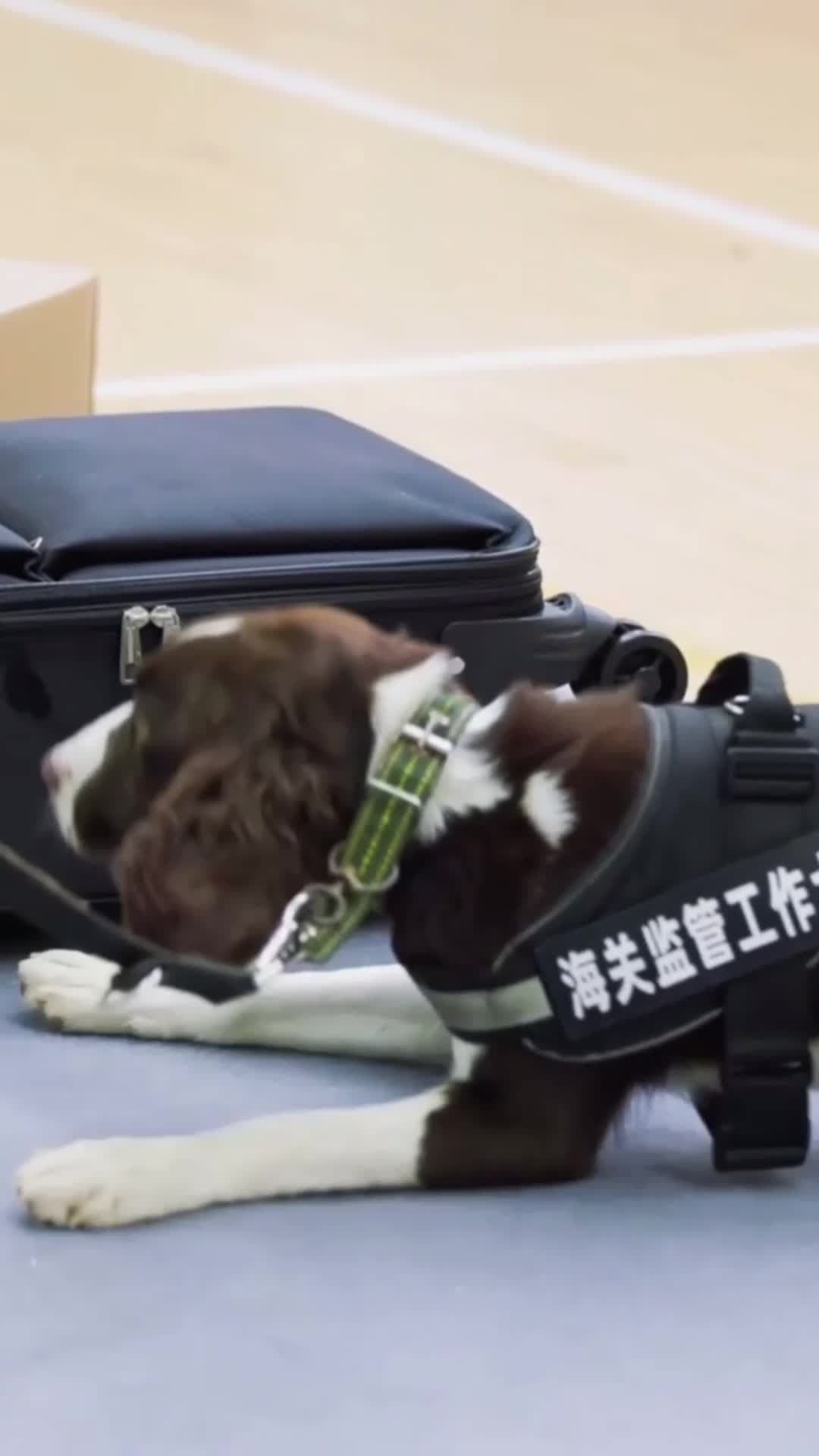 เทสระบบ 'เจ้าตูบจมูกไว' สอบดมกลิ่นในเซี่ยงไฮ้