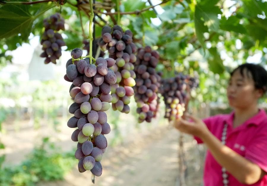 เกษตรกรเหอเป่ยตรวจดู 'องุ่น' พวงโต