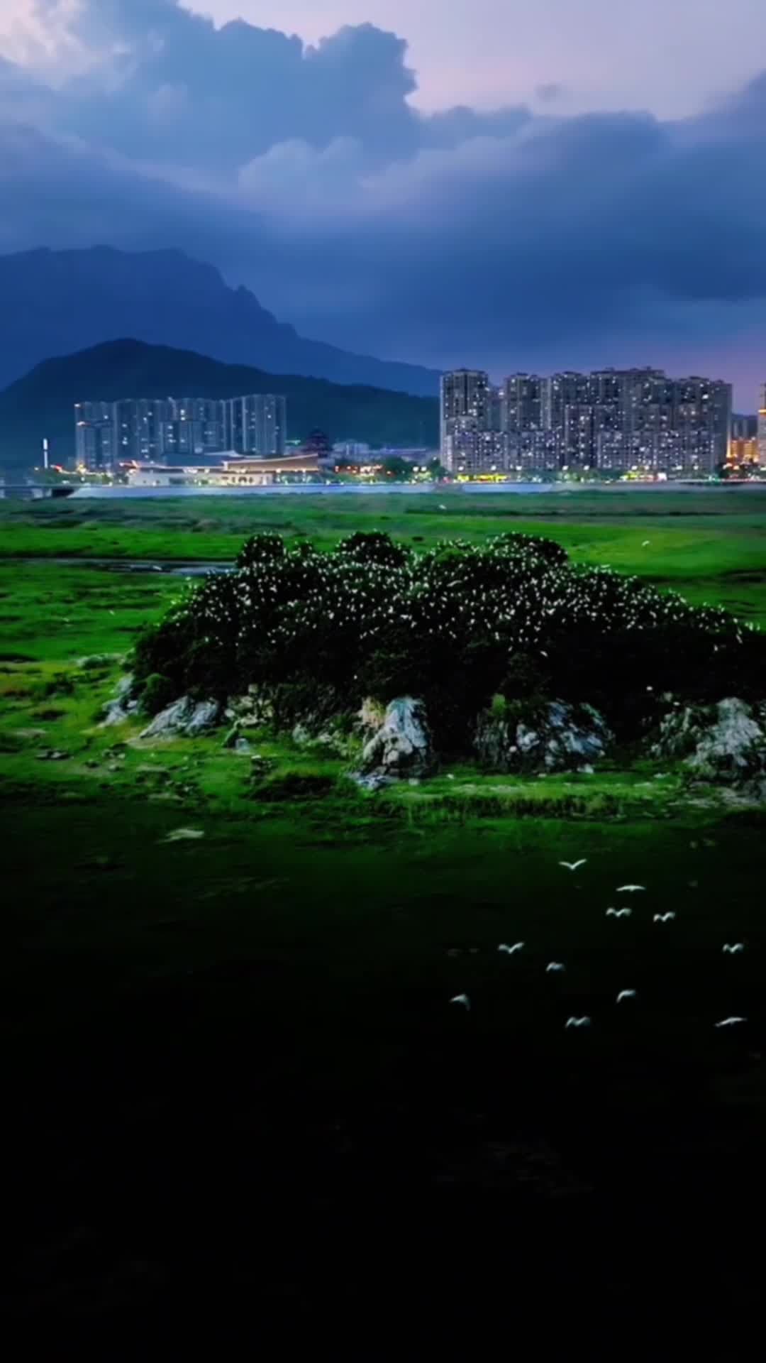 ทะเลดวงดาวจาก 'นกกระยาง' ฝูงใหญ่ในทะเลสาบโผหยาง