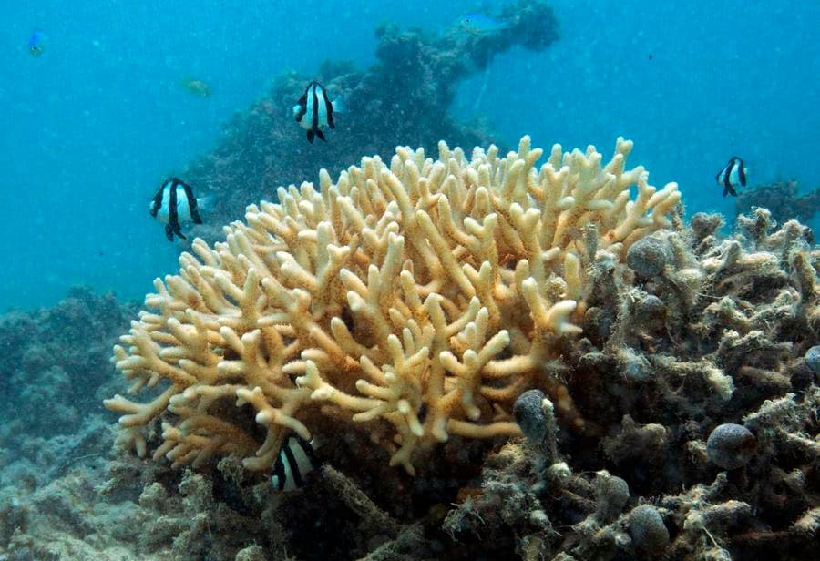 เมืองซานซาในไหหลำปลูกปะการัง 1 แสนกิ่ง เสริมความมั่นคงระบบนิเวศทางทะเล