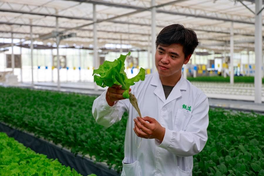 ฟาร์มเกษตรอัจฉริยะ' ในซินเจียง ปลูกพืชผลได้ตลอดปี