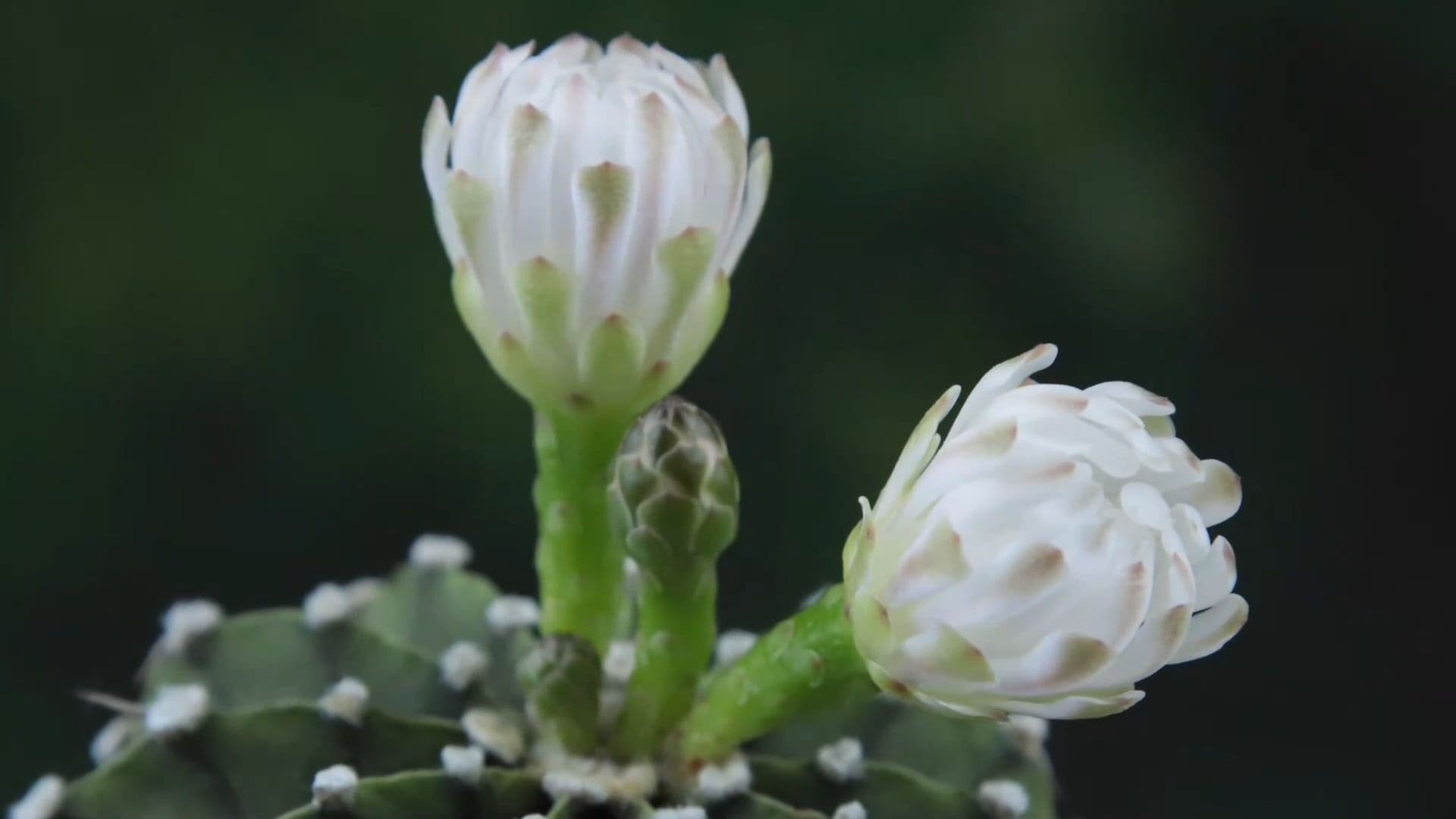 ไทม์แลปส์ 'ดอกกระบองเพชร' บานหุบดัง 'หายใจ' เข้าจังหวะ