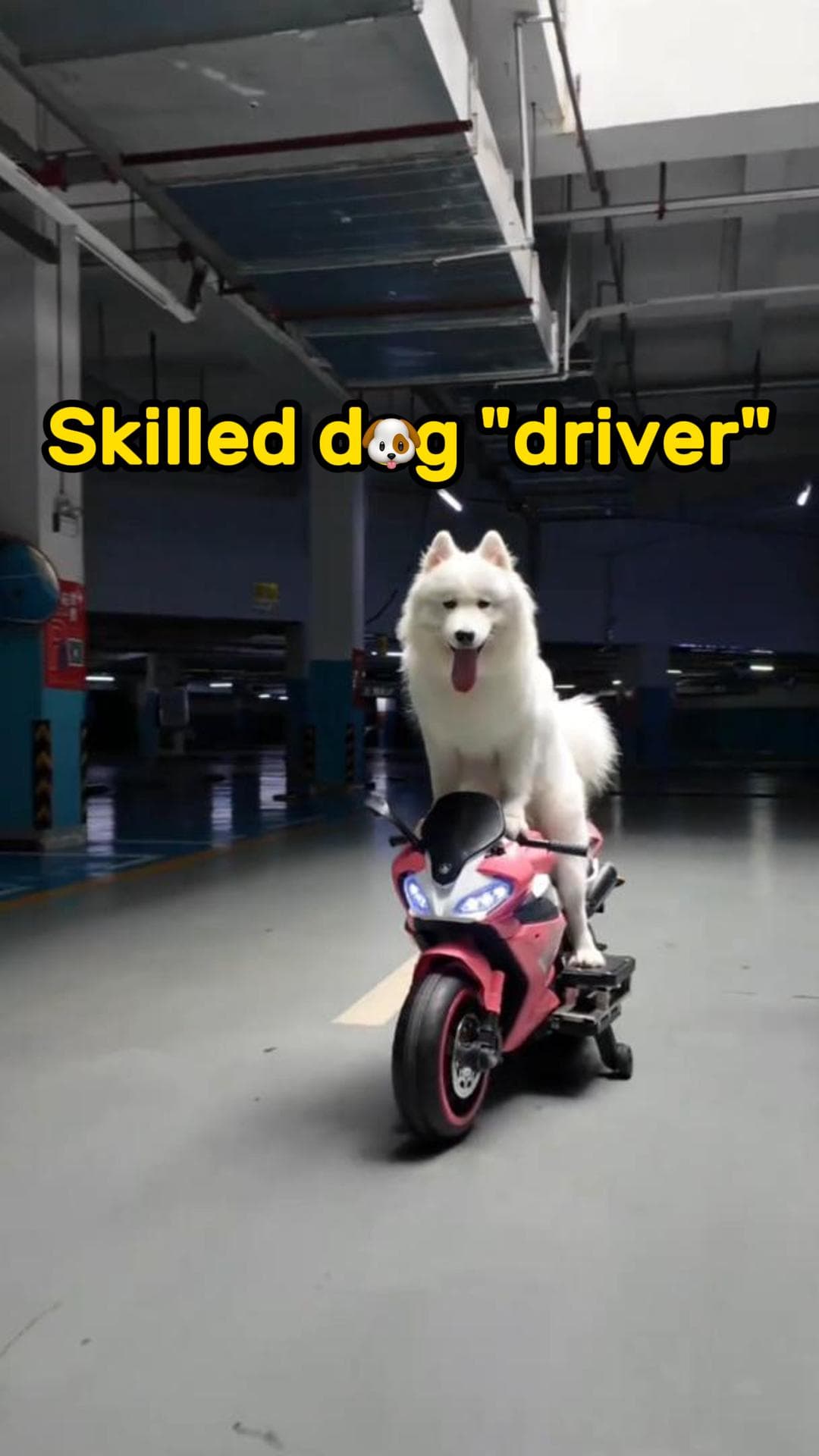 เจ้าตูบขนปุยสวมวิญญาณ 'นักซิ่ง' ขี่มอเตอร์ไซค์ในเจียงซี