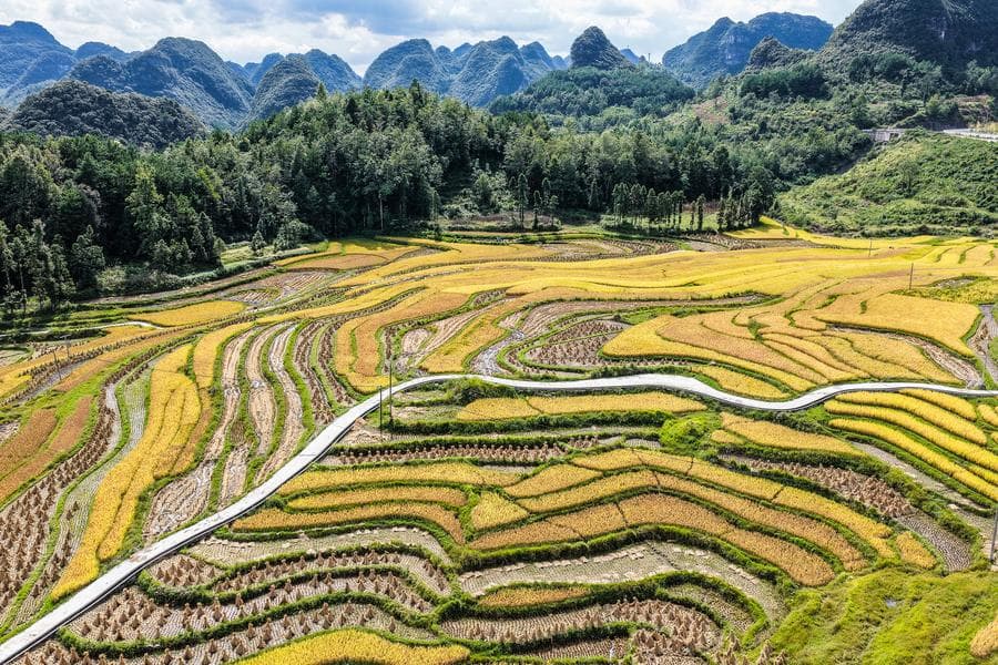 เกษตรกรเก็บเกี่ยว 'ข้าว' กลางนาขั้นบันไดในกุ้ยโจว