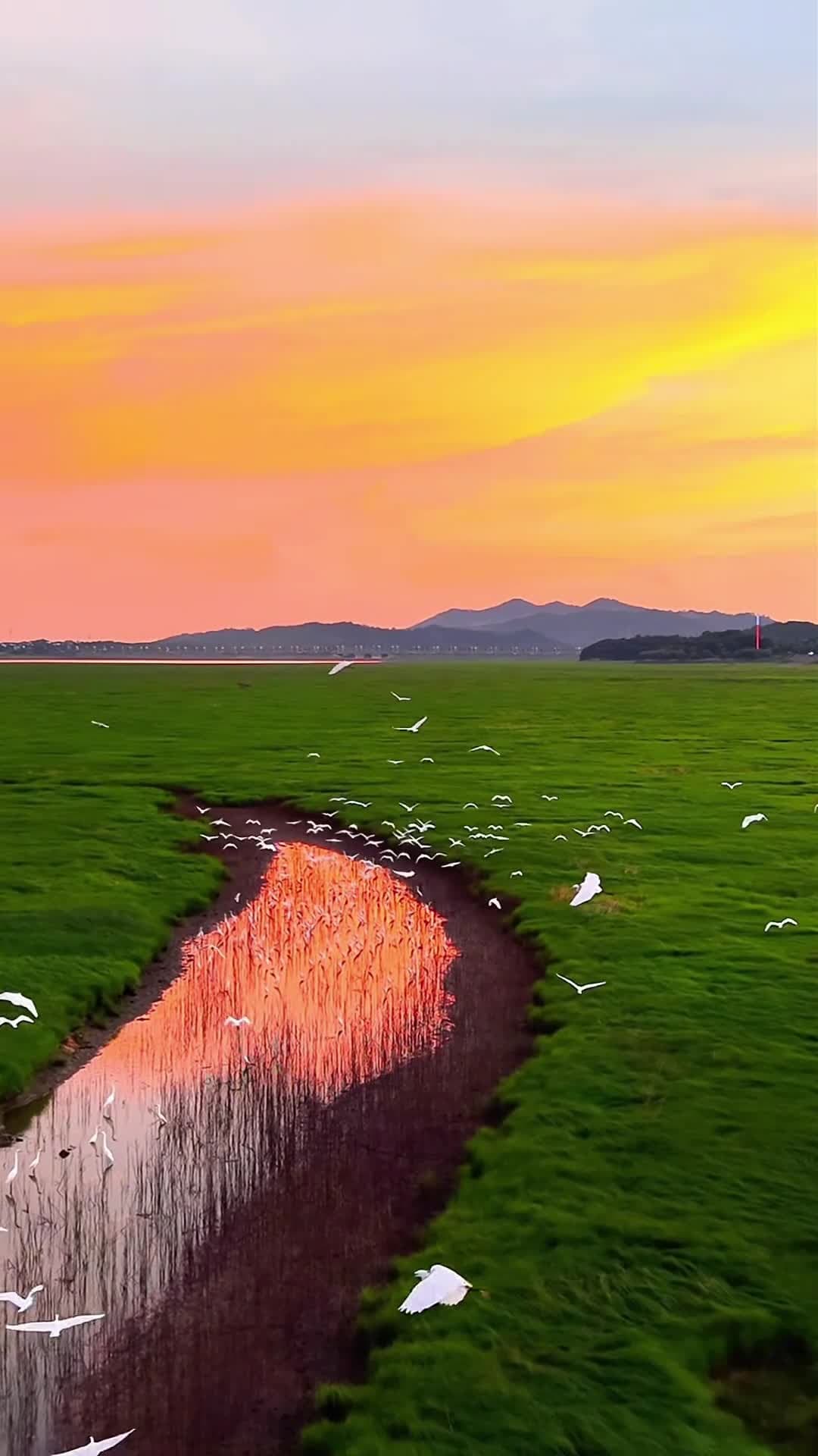 นกกระยางบินอาบแสงอาทิตย์อัสดง สวยชวนฝันเหนือทะเลสาบโผหยาง