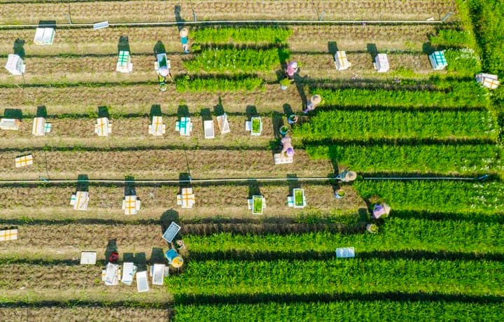 เกษตรกรจีนลุยงานในฟาร์ม ต้อนรับ 'ฤดูไป๋ลู่