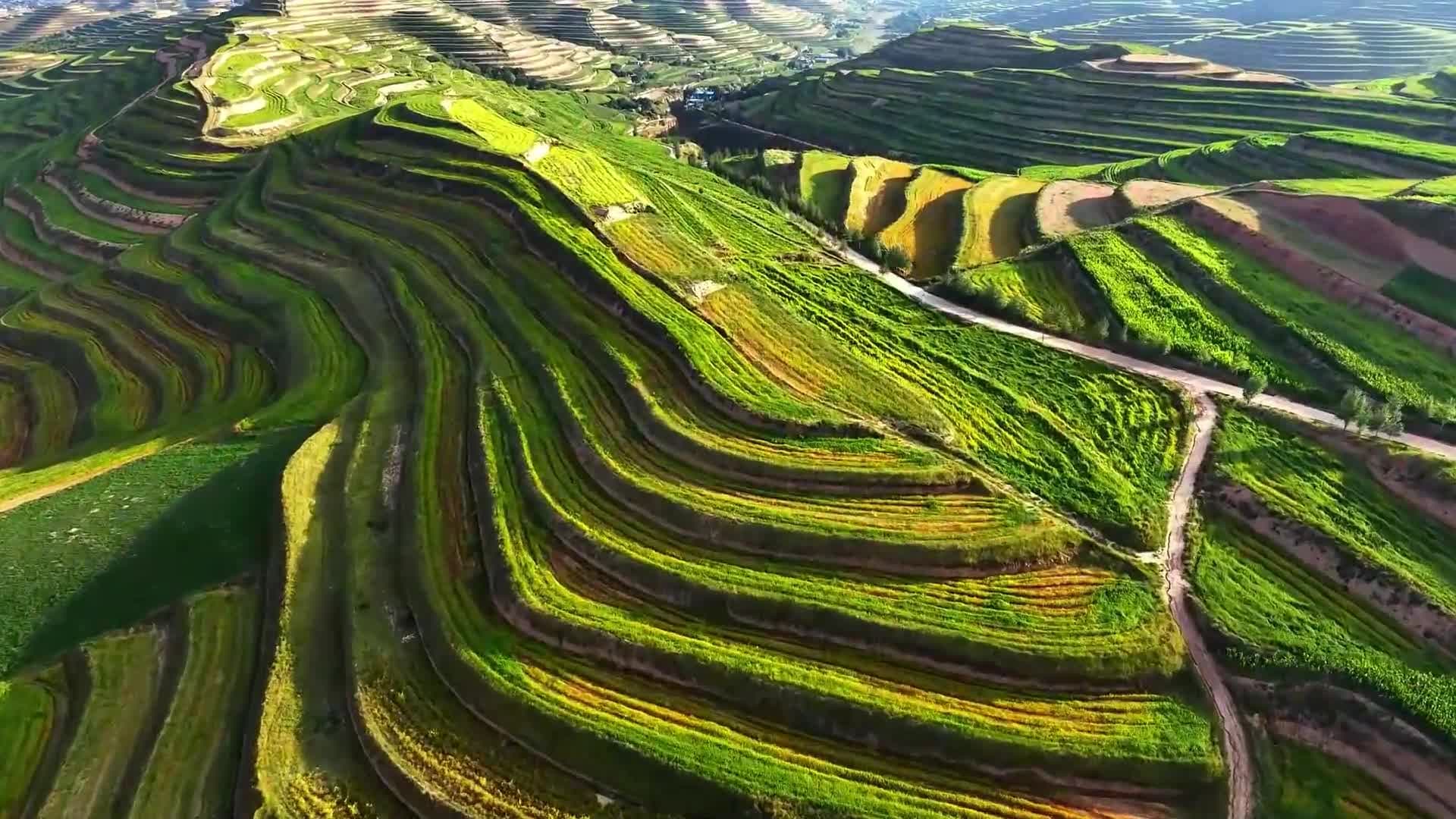 โบยบินชม 'ลายนิ้วมือยักษ์' จากนาขั้นบันไดเขียวขจีในหนิงเซี่ย