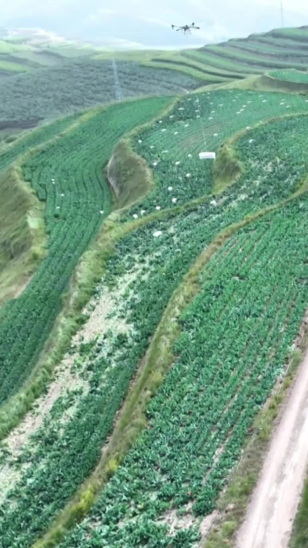 สดใหม่จากสวน! เกษตรกรใช้ 'โดรนขนผัก' ลงเขาในหนิงเซี่ย