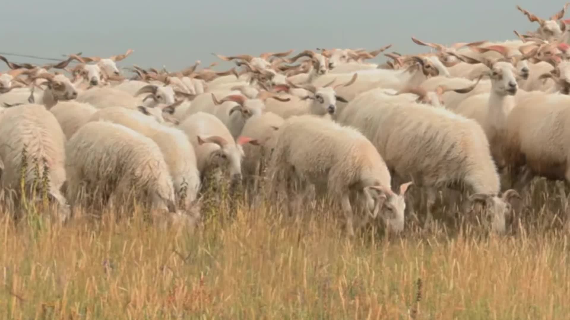 ทุ่งหญ้าเลี้ยง 'แกะเจ๋อคู่' แหล่งขนสัตว์คุณภาพสูงในชิงไห่