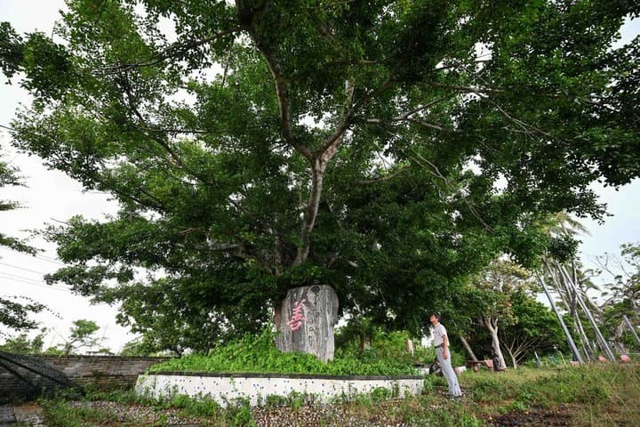 จีนอนุรักษ์ 'ต้นไม้โบราณ-ต้นไม้มีชื่อเสียง' กว่า 5 ล้านต้น